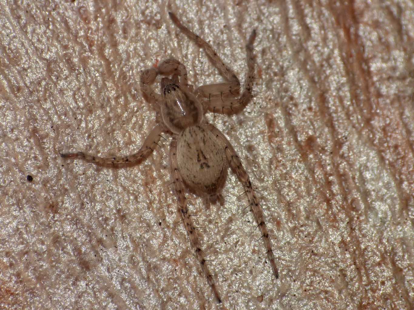 Anyphaena sp. - Torrimpietra (RM)